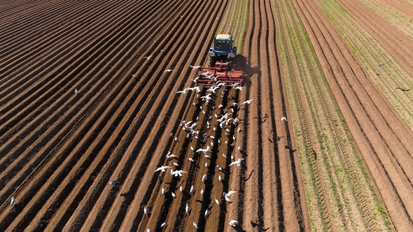 Agricultural Work on a Tractor Farmer Sows Grain. Hungry Birds Are Flying Behind the Tractor alt