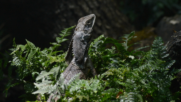 Chlamydosaurus or Frilled-Neck Lizard alt