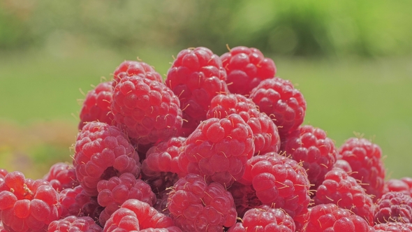 Raspberry on Nature Background, Stock Footage | VideoHive
