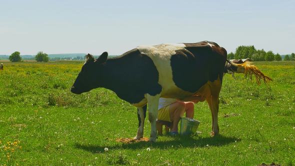 Milker Milk Cow on a Green Field alt