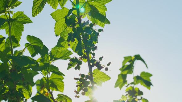 Green Berries on a Bush alt