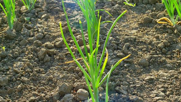 Line of Early Green Onion Plantation in Spring.  of Young Green Onion in the Garden Cultivated at Su alt