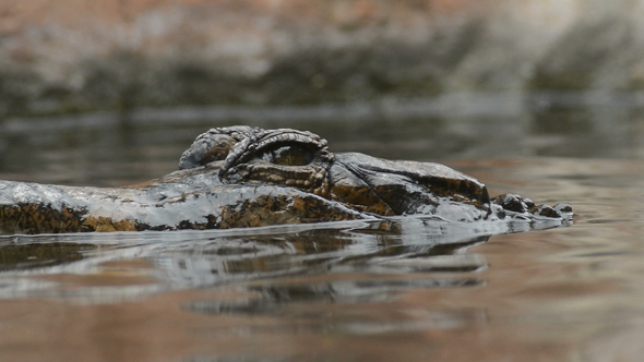 False Gharial or Tomistoma Submerging in a River alt