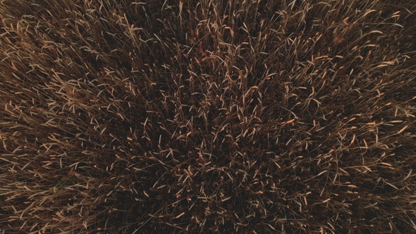 Aerial Top Down Footage of Wheat Field Showing Golden Grain Crops Slowly Moved By Wind alt