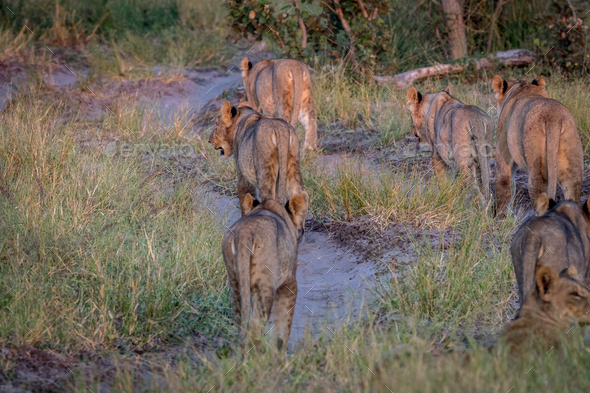 Pride of Lions walking away from the camera. Stock Photo by Simoneemanphotography