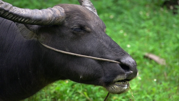 Portrait of Thai Water Buffalo (Bubalus Bubalis) Chewing Grass alt