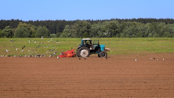 Agricultural Work on a Tractor Farmer Sows Grain. Hungry Birds Are Flying Behind the Tractor alt