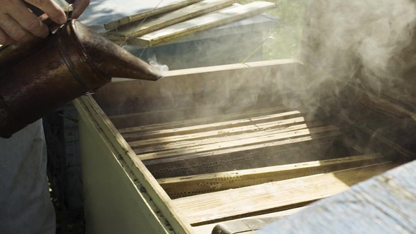Beekeeper Using Bee Smoker for Fumigation Beehive alt