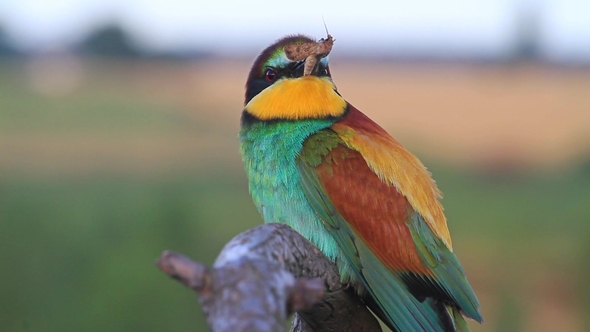 Wild Bird Sitting on a Branch with Patterns