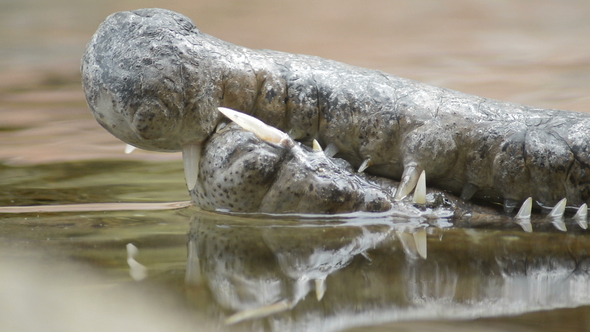 Teeth and Mouth of a False Gharial or Tomistoma alt