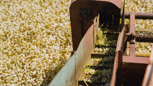 Automated Collection of Chamomile