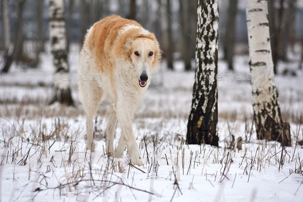 Big russian wolfhound dog Stock Photo by eAlisa | PhotoDune