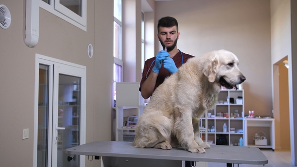 Vet Making Injection To Dog's Scruff of Neck alt