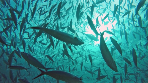 Huge Schools of Fusiliers and Mackerels in the Light-flooded Ocean