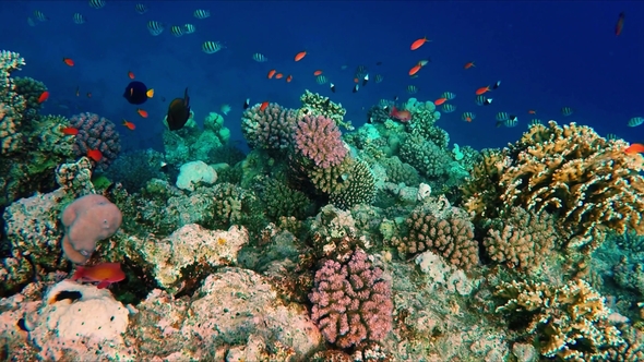 Floating Over a Lively Coral Reef with a Lot of Fish