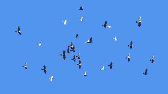 Flying Bird Flock Loop