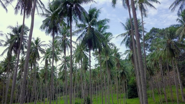 Flying Through Coconut Palm Tree Grove in Thailand alt