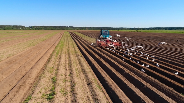 Agricultural Work on a Tractor Farmer Sows Grain. Hungry Birds Are Flying Behind the Tractor alt
