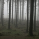 Spooky Forest in Mist - VideoHive Item for Sale
