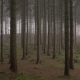 Spooky Woodland - VideoHive Item for Sale