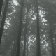 Misty Woods - VideoHive Item for Sale