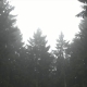 Misty Forest - VideoHive Item for Sale