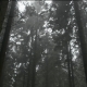 Move Through Eerie Woods - VideoHive Item for Sale