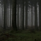 Eerie Forest - VideoHive Item for Sale