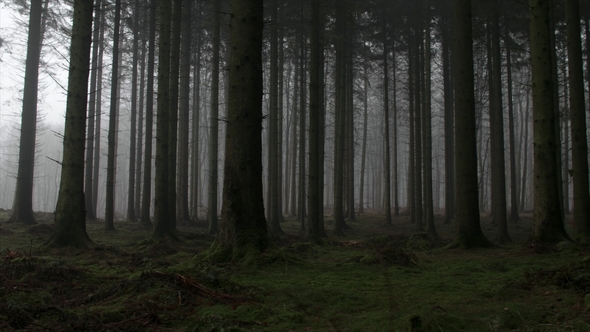 panfu eerie forest