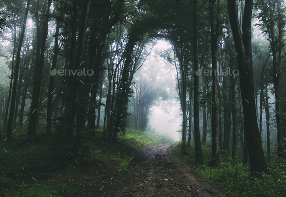 Path Through Mysterious Dark Forest After Rain Stock Photo By Andreiuc