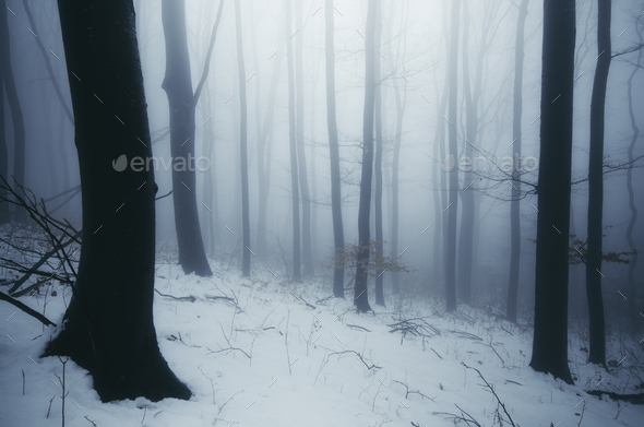 Enchanted foggy winter forest at dusk Stock Photo by andreiuc88 | PhotoDune