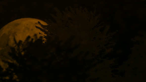 Rising Moon and Silhouette of Mystical Trees
