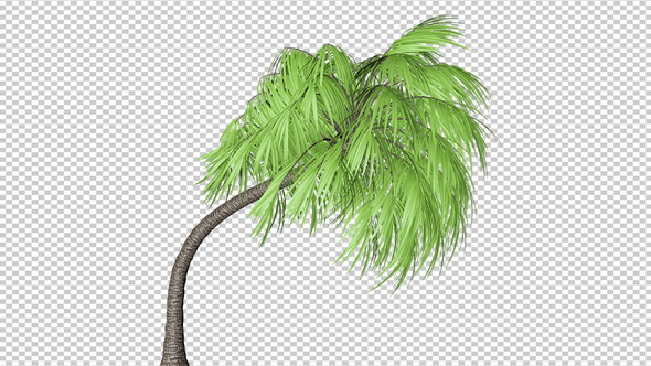 Curly Palm Tree alt