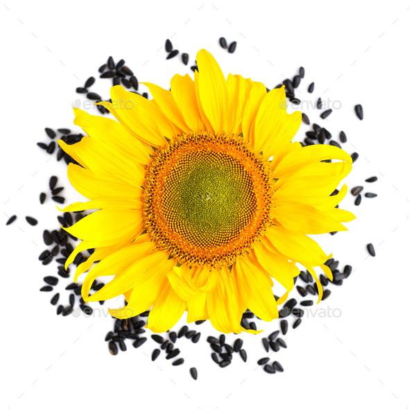 yellow sunflower top