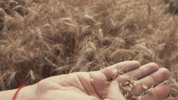 of of Woman's Hand Touching Golden Wheat Field. Girl's Hand Touching Wheat Ear .