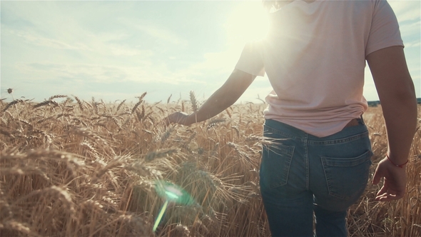 Woman's Hand Running Through Organic Wheat Field, Steadicam Shot. . Sun Lens Flare. Girl's Hand