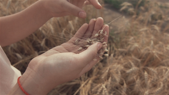 Woman's Hand Touching Golden Wheat Field