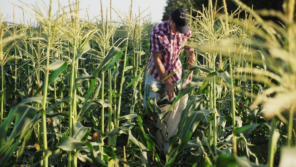 Farmer Harvesting Corn at Field, Stock Footage | VideoHive