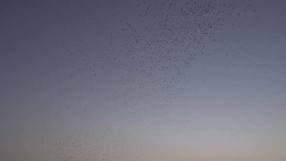 Amazing Starling Murmuration at Lizard Point in England alt