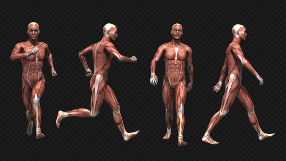 Medical Muscle Anatomy - Walk And Run (4-Pack)