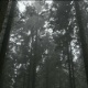 Move Through Eerie Woods - VideoHive Item for Sale