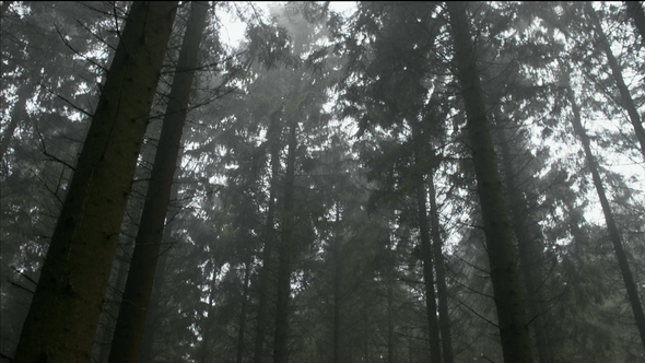 Move Through Eerie Woods alt