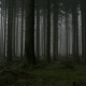 Eerie Forest - VideoHive Item for Sale