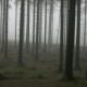 Spooky Forest in Mist - VideoHive Item for Sale