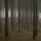 Spooky Woodland - VideoHive Item for Sale