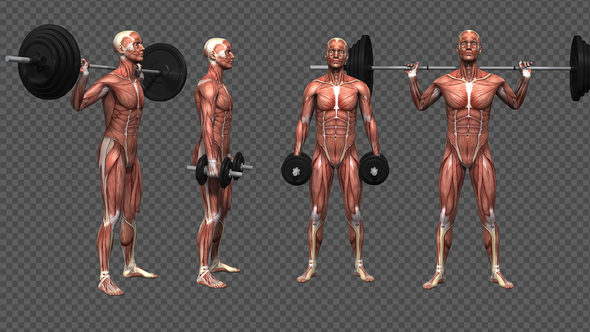 Muscle Anatomy - Barbell Exercises (4-Pack)