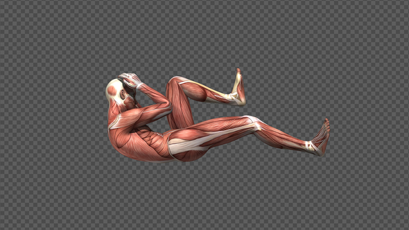 Male Muscle Anatomy - Bicycle Crunches