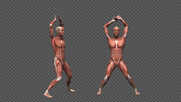Male Muscle Anatomy - Jumping Jacks