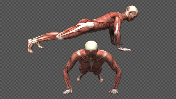 Male Muscle Anatomy - Push Ups (2-Pack)