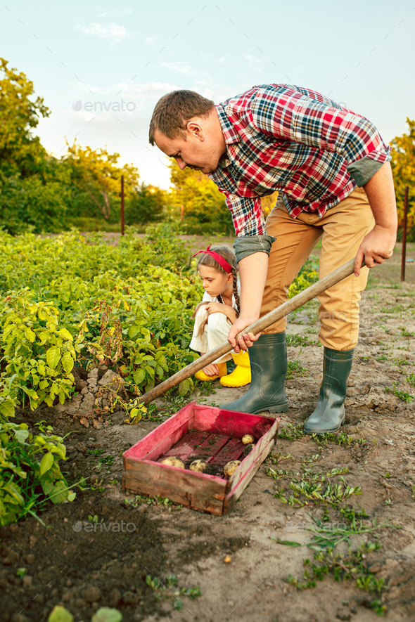 farming, gardening, agriculture and people concept - young man planting potatoes at garden or farm Stock Photo by master1305